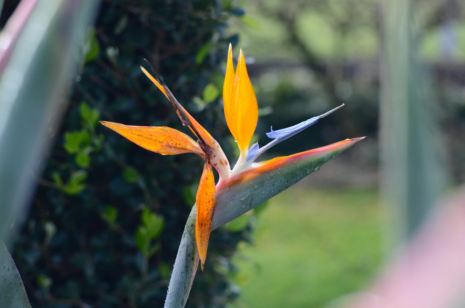 Flor de ave-do-paraíso laranja e azul