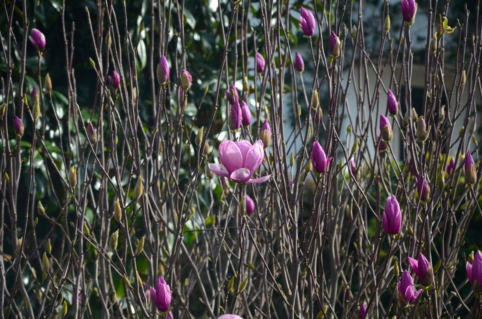 Flores cor-de-rosa da magnólia nos ramos