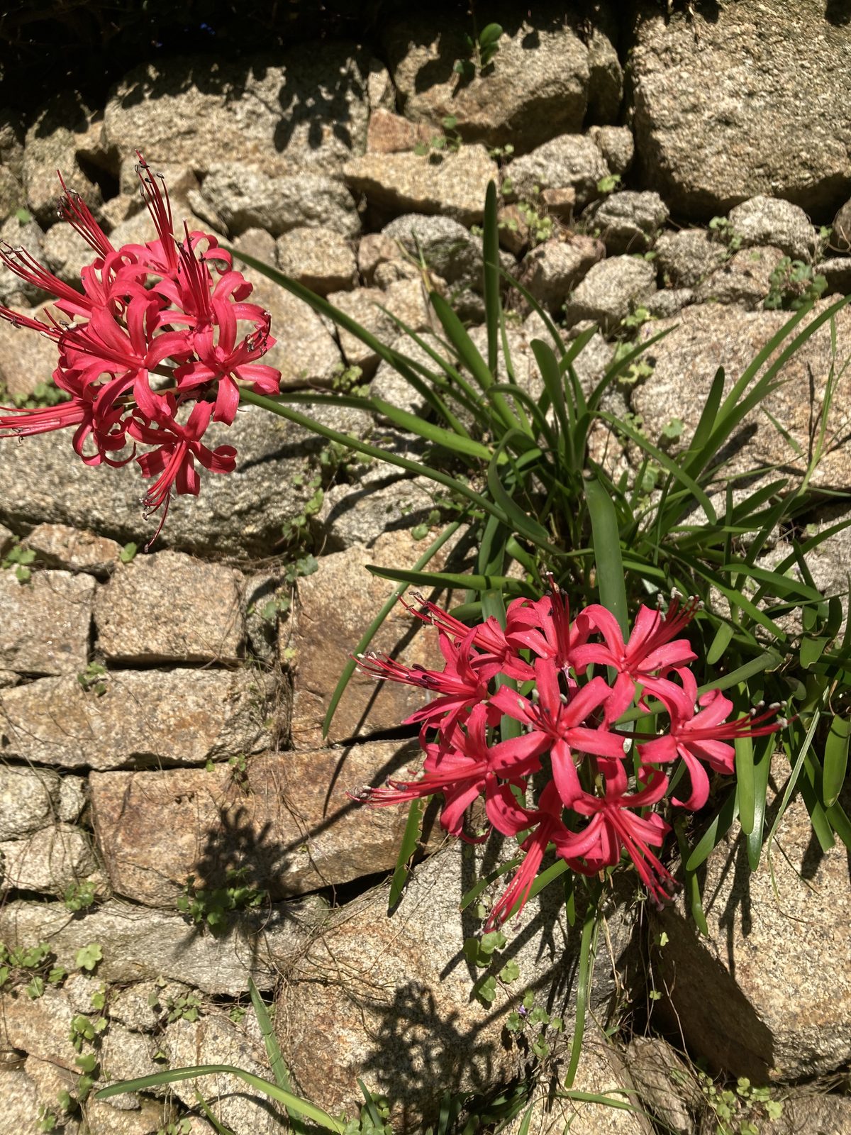 Flores vermelhas a brotar entre as pedras de um muro de granito