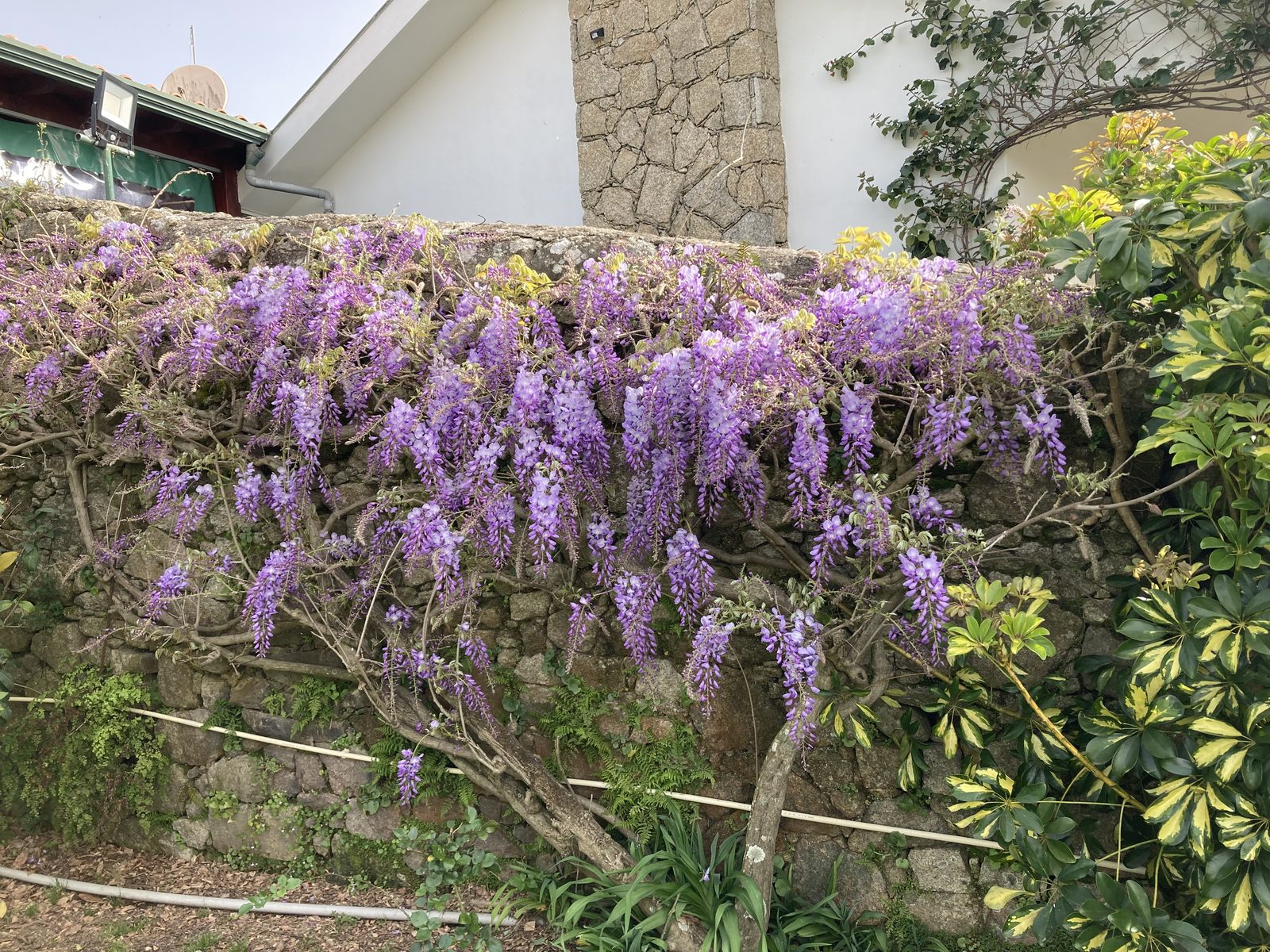 Glicínia roxa em flor a cobrir o muro do jardim