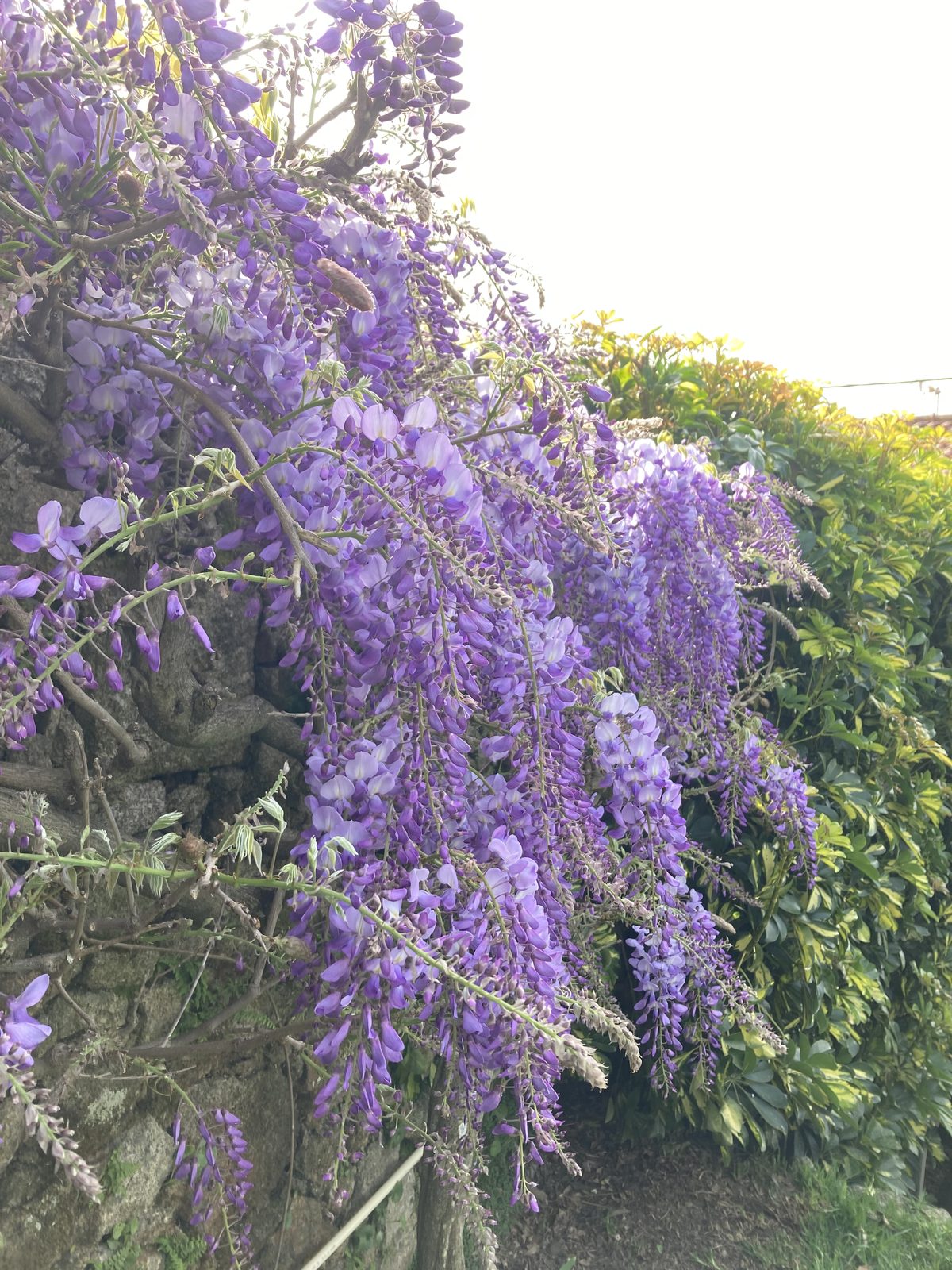 Glicínia em flor com cachos roxos