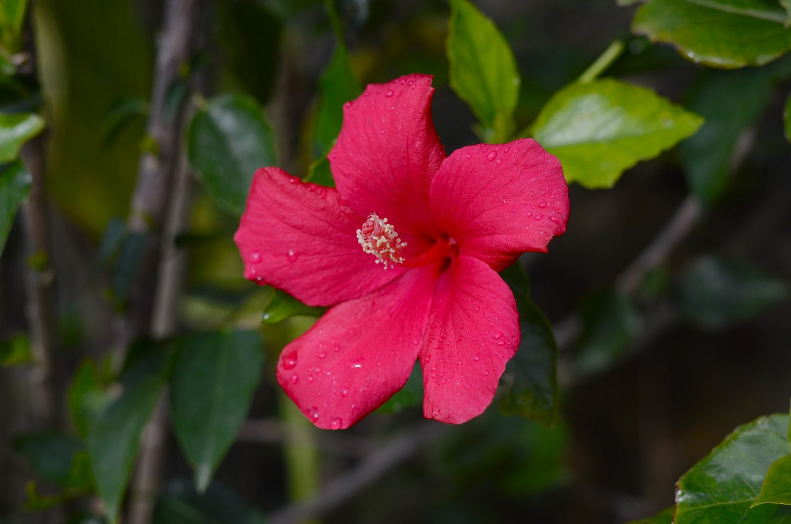 Pormenor de uma flor de hibisco cor-de-rosa