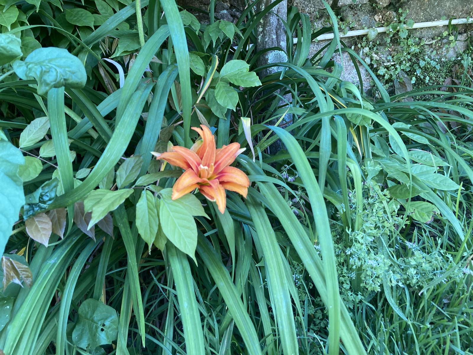 Lírio laranja entre folhas compridas e verdes