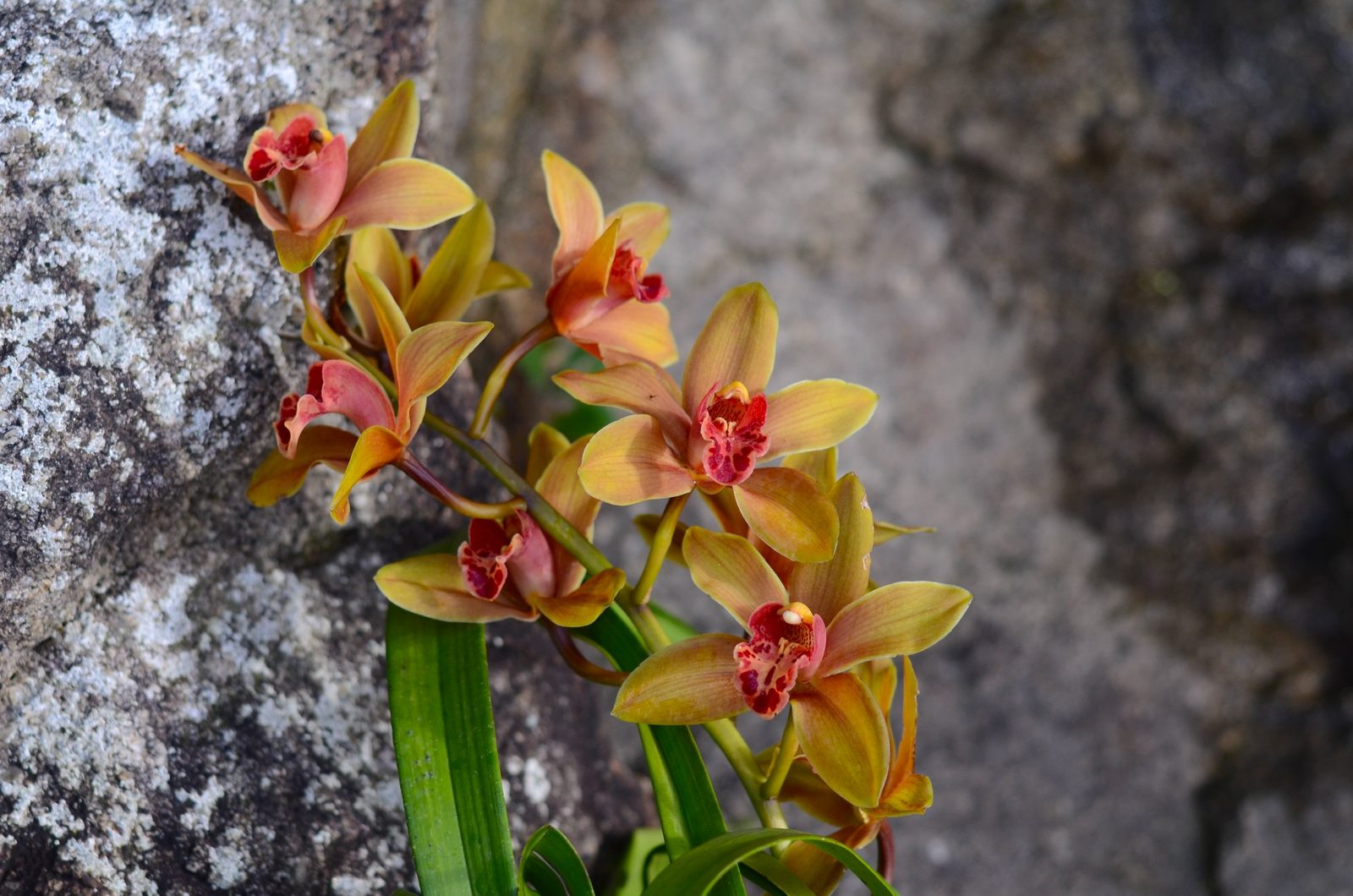 Orquídeas amarelas e vermelhas junto a um muro de granito